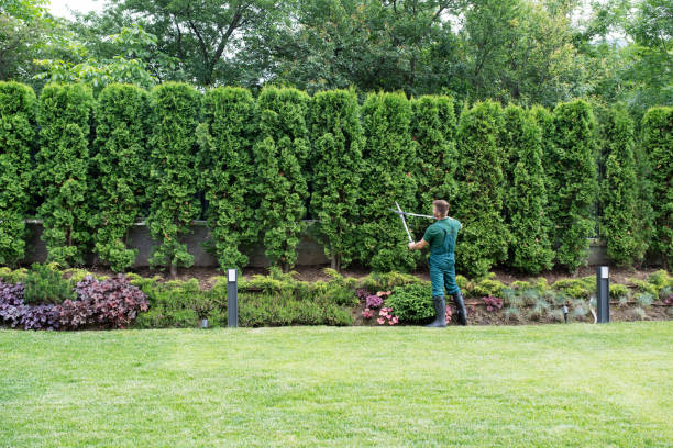 Tree Removal for Businesses in Washburn, ND